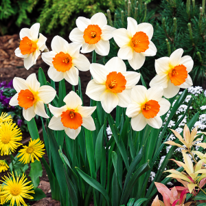 Large cupped daffodil SEMPRE AVANTI