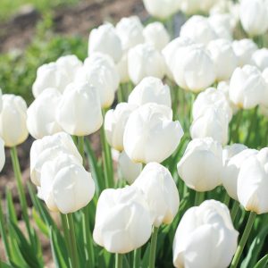Darwini hübriidtulp WHITE CLOUDS 5tk