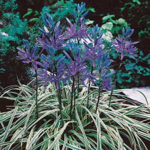 Harilik preeriaküünal BLUE MELODY 6tk