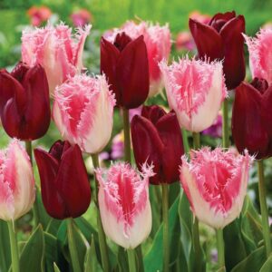 Tulbisegu CRISPY VELVET 8tk