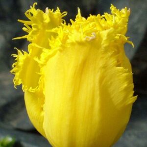 Narmasõieline tulp CRYSTAL STAR 5tk