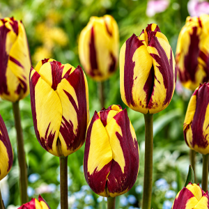 Triumftulp HELMAR 5tk