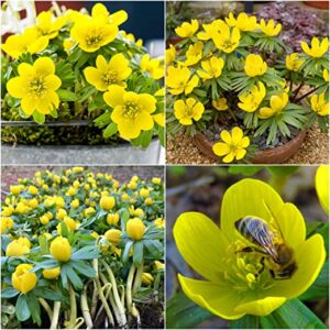 Eranthis hyemalis