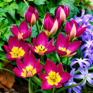 Kaunis tulp PERSIAN PEARL 10tk