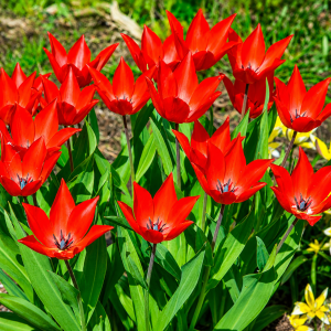 Oivaline tulp VAN TUBERGEN 10tk