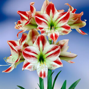 Hippeastrum AMBIANCE