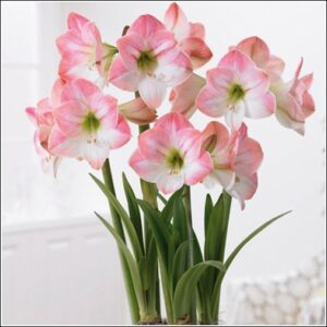 Hippeastrum APPLE BLOSSOM