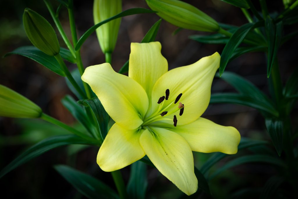 LA Lily TREBBIANO - Sibullilled
