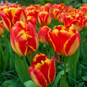 Darvini hübriidtulp BANJA LUKA 5tk