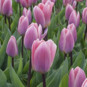 Darwini tulp LIGHT&DREAMY 100 tk