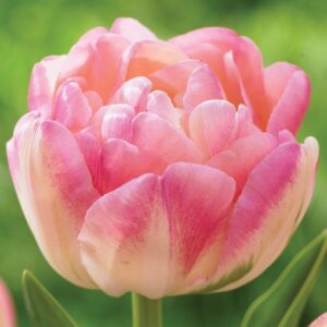 Pojengtulp UPSTAR 5tk