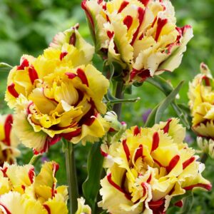 Papagoitulp FLAMING PARROT 5tk