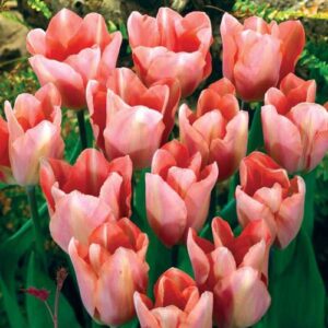 tulp salmon prince