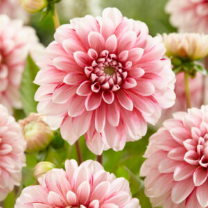 Aed-daalia STRAWBERRY CREAM 1tk