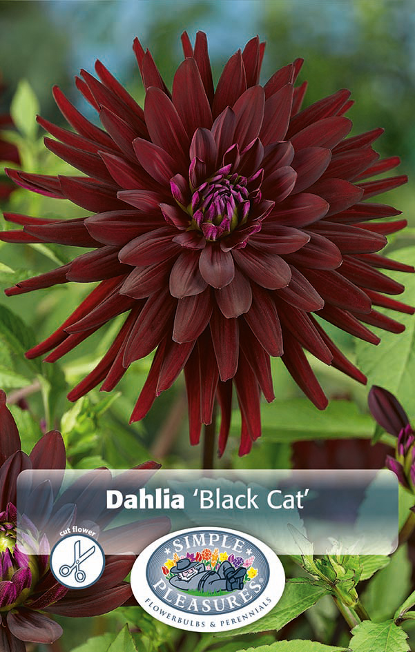 daalia black cat