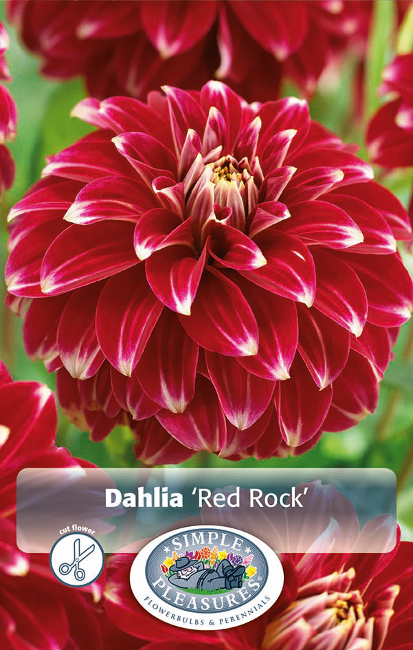 daalia red rock