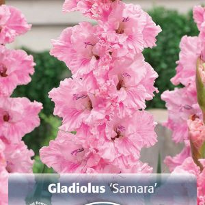 gladiool samara