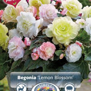 begoonia lemon blossom