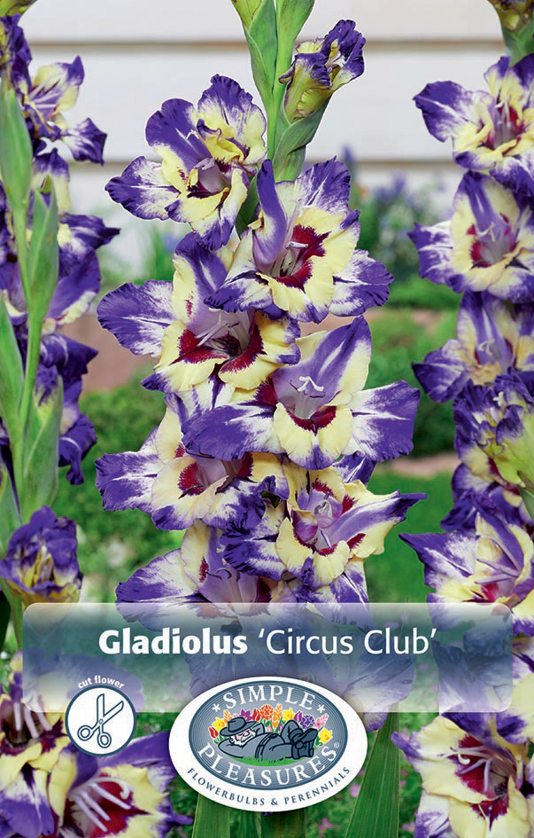 gladiool circus