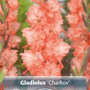 gladiool charkov