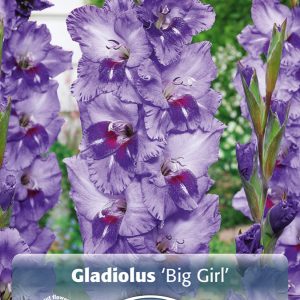 gladiool big girl