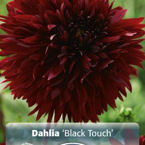 daalia black touch