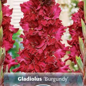 gladiool burgundy