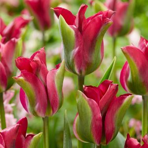 Rohetulp GREEN LOVE 5tk
