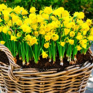 Narcissus GOLDEN BELLS
