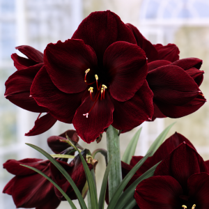 AMARYLLIS BENFICA