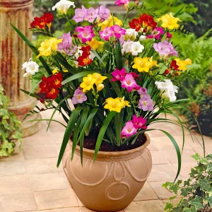 Freesia Mix 12 bulbs
