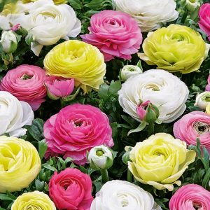 Aasia tulikas pastelne segu 20tk