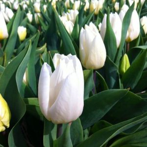 Varajane lihtõieline tulp WHITE PRINCE 5tk