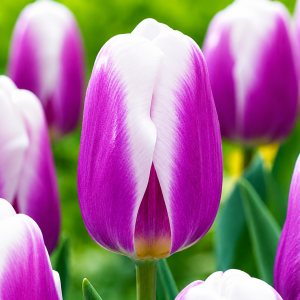 Triumftulp LIBRIJE 5tk