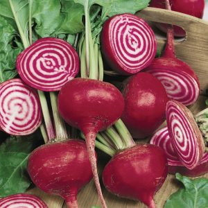 Beet CHIOGGIA  6 g