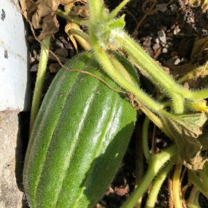 Cucumber CAROSELLO SCOPATIZZO BARESE  25 Seeds