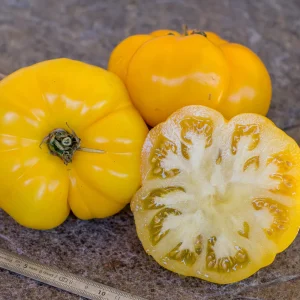 Tomat SAINT VINCENT 35tk