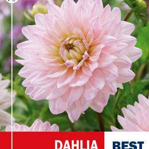 Garden Dahlia DIANA’S MEMORY 1 tuber