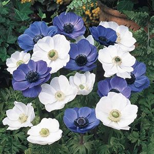 Anemoon OCEAN PEARL mix 30tk