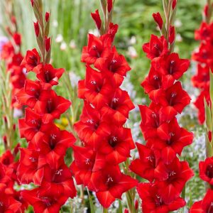 Aed-gladiool VELVET RASPERRY 10tk