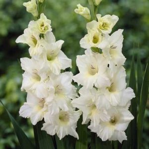 Aed-gladiool IVORY PERFECTIONS 10tk
