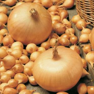 Tippsibul STUTTGARD RIESEN 0,5kg