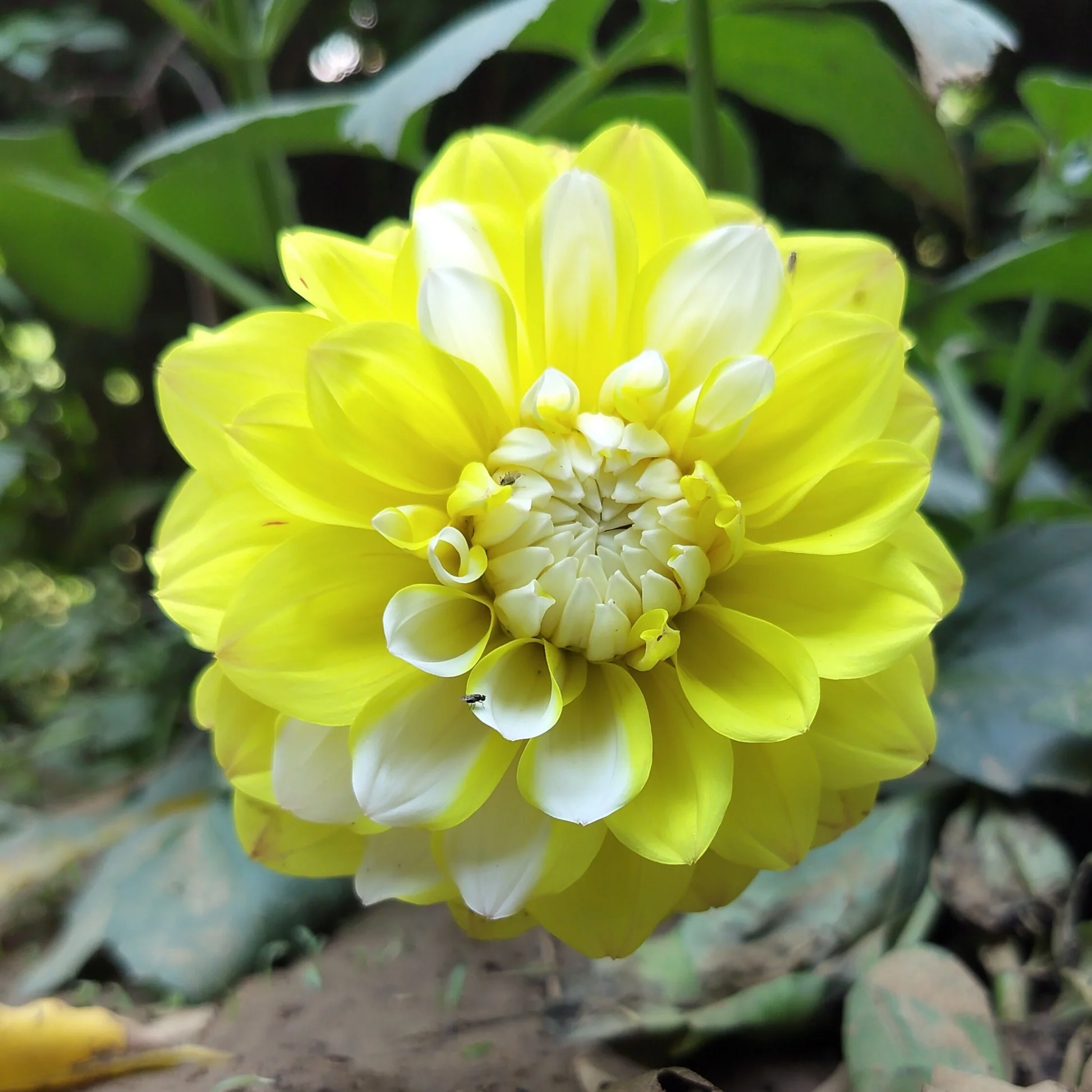 Aed-daalia YELLOW PERCEPTION 1tk