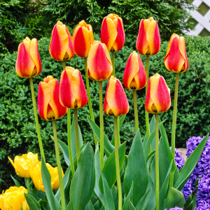 Darvini hübriidtulp APELDOORNS ELITE 5tk
