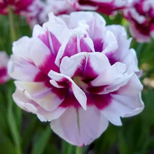UUS! Pojengtulp La Delicatesse 5tk