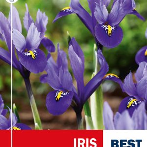 Võrkiiris HARMONY 12tk