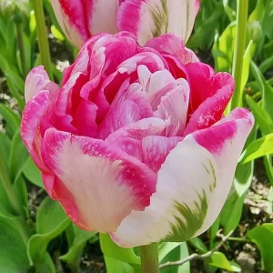 UUS! Varajane täidisõieline tulp MARSHMALLOW 5tk