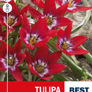 Aucheri tulp TINY TIMO 10tk