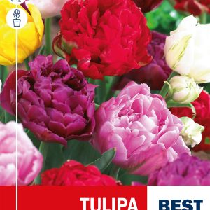 Hilised täidisõielised tulbid mix 5tk