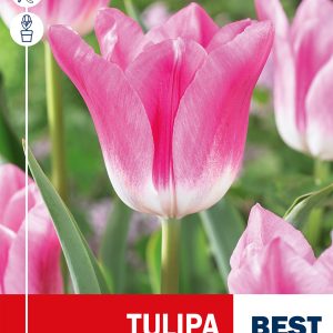 Triumftulp ROYAL TEN 5tk